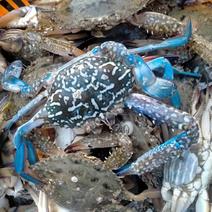海蟹，蓝花蟹，花蟹，螃蟹