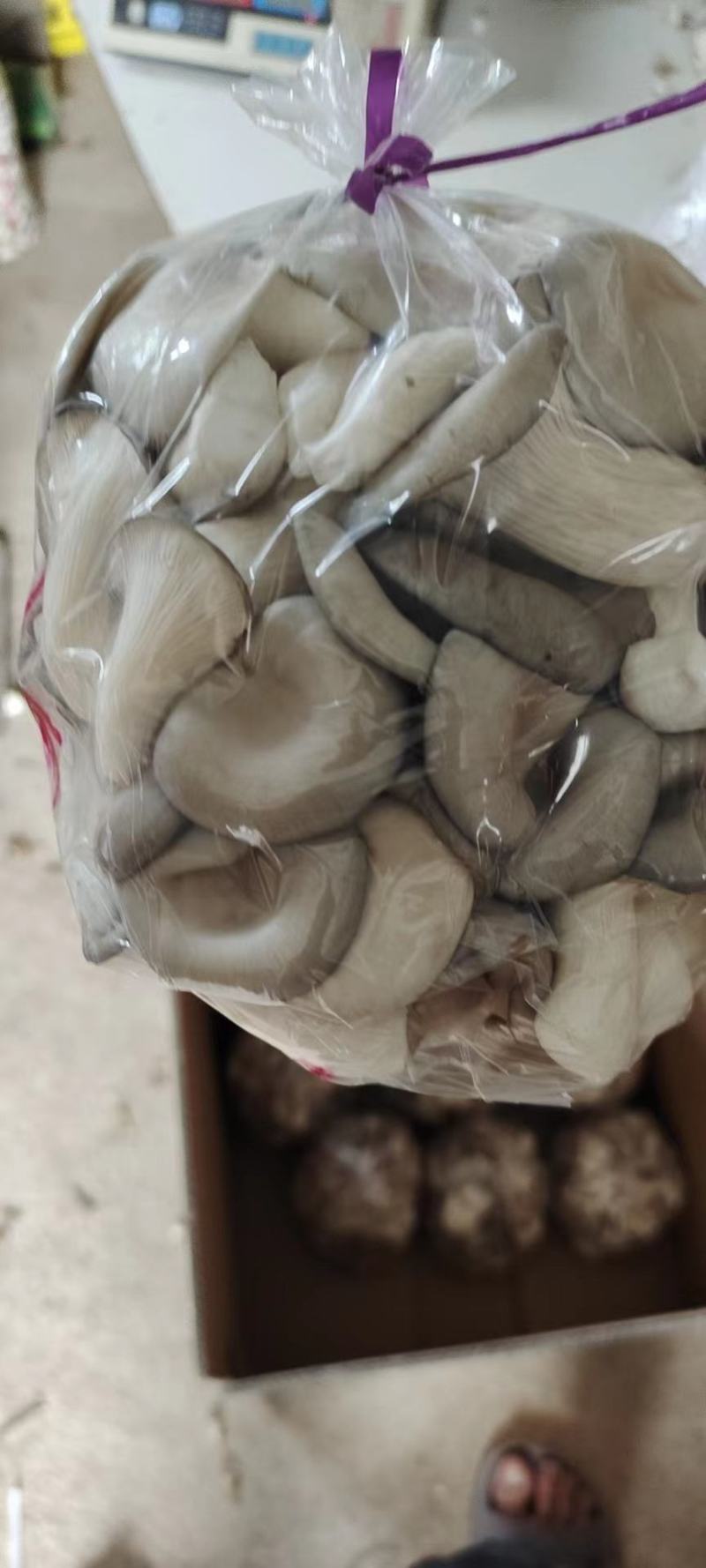 好白净秀珍菇河北基地直发保质保量供货对接全国