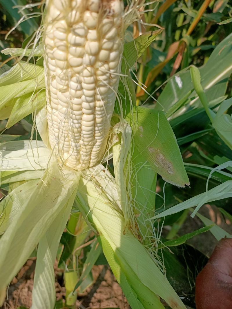 大葱
