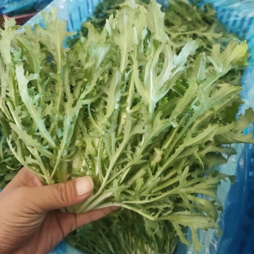 苦菊，精品苦菊供应。品质好。价格优，各种蔬菜瓜果供应。