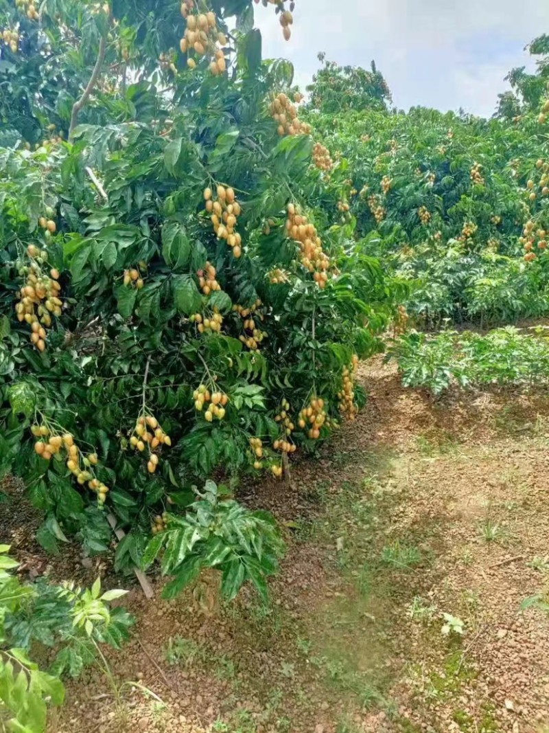 广西平南县广鲜果业鸡心黄皮果大量上市产地直供一手货源