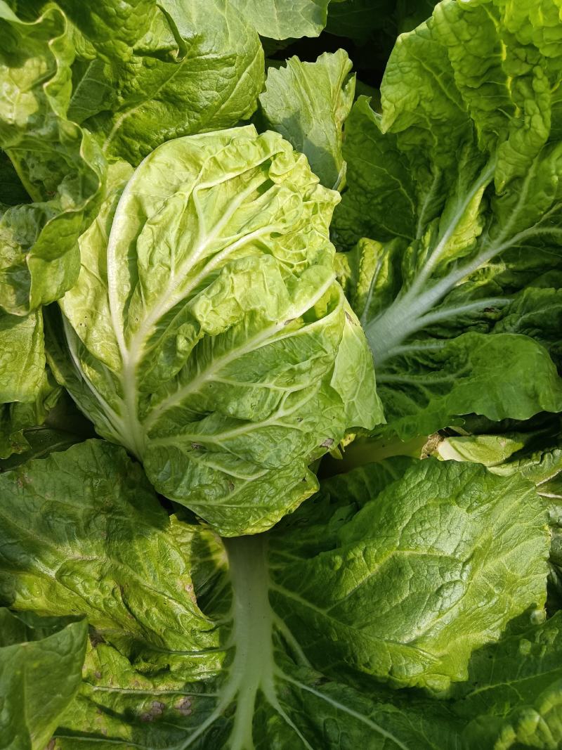 夏阳大白菜，大量有货，适合超市批发市场等等