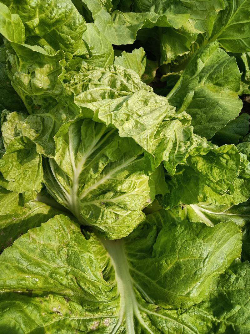 夏阳大白菜，大量有货，适合超市批发市场等等