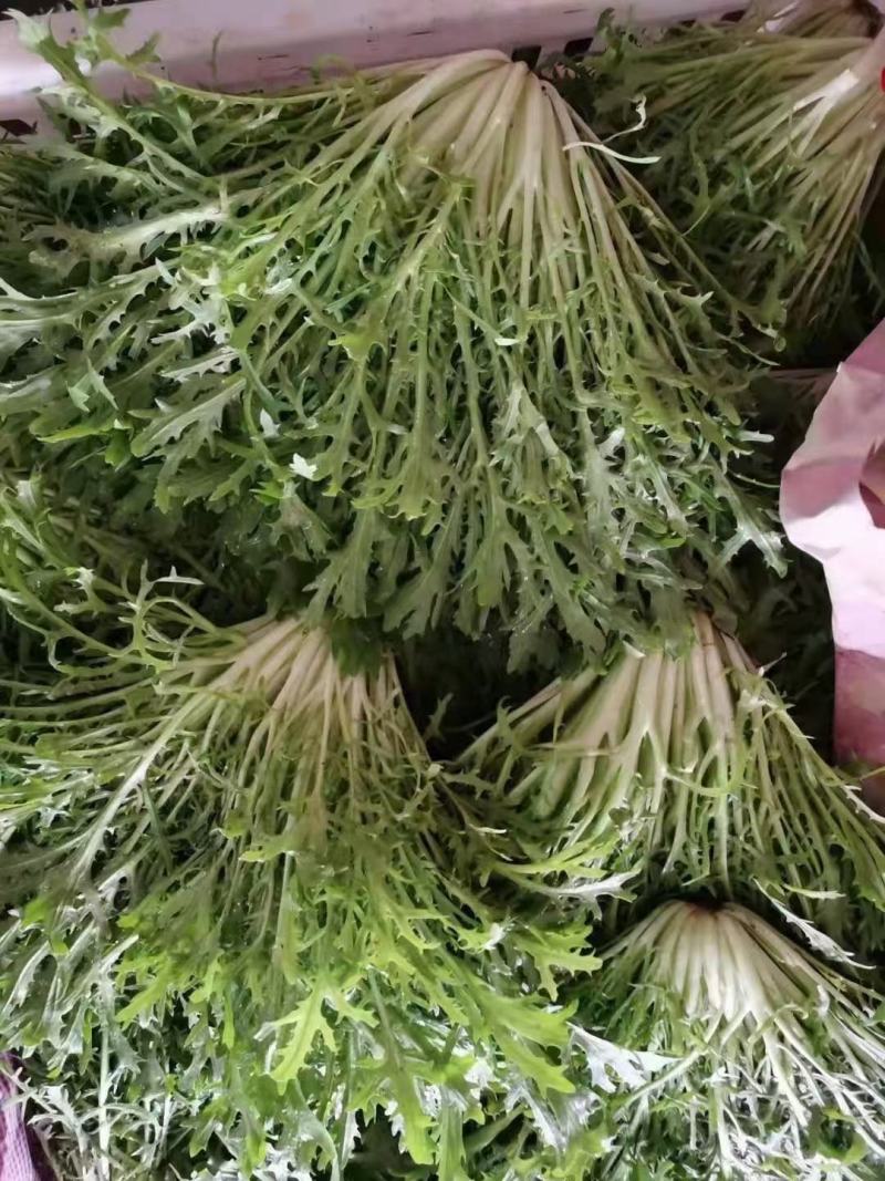 苦菊，精品苦菊供应。品质好。价格优，各种蔬菜瓜果供应。