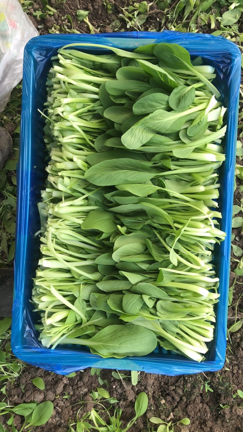 青浦鸡毛菜长年供应，可接社区团购，两千亩绿叶菜品种齐全