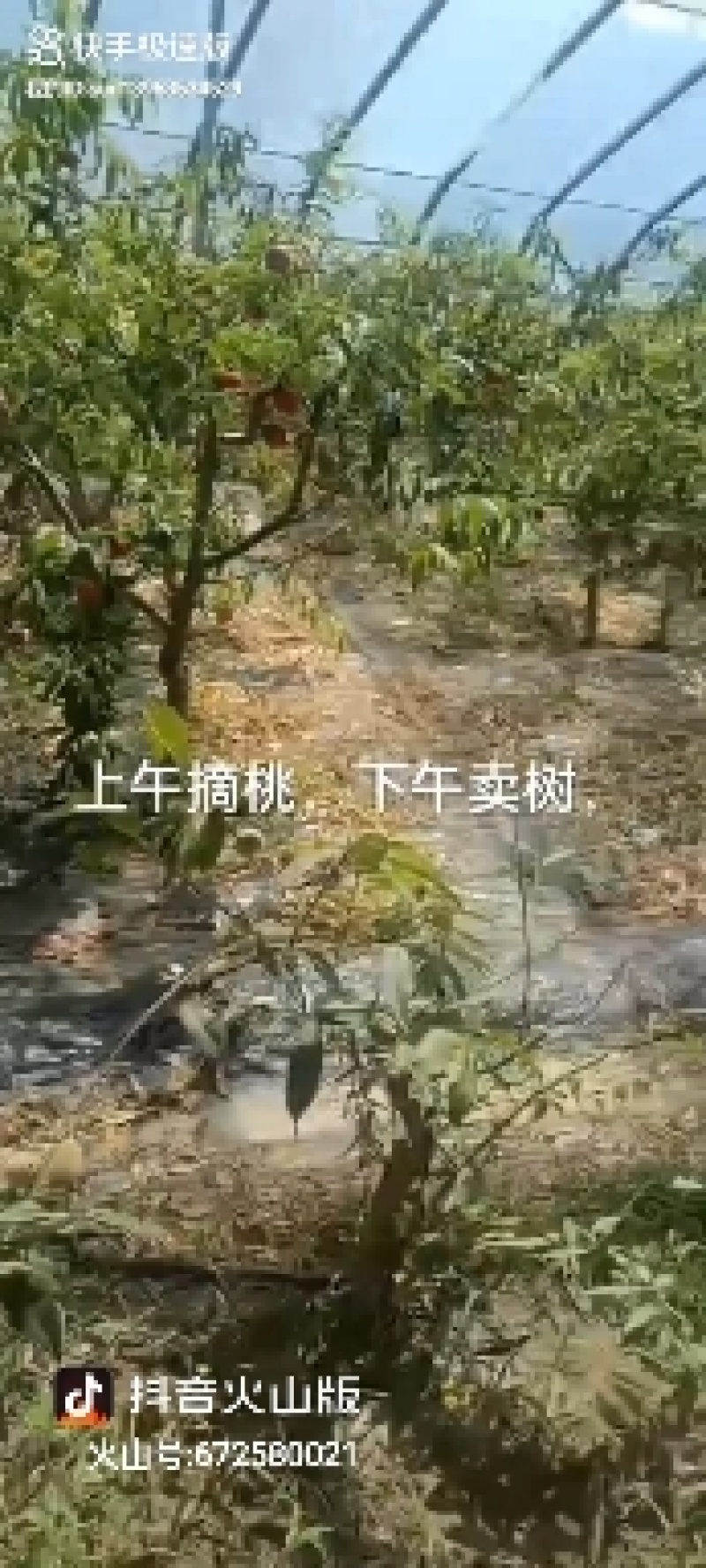 杏树，山东聊城冠县四季水果苗木基地