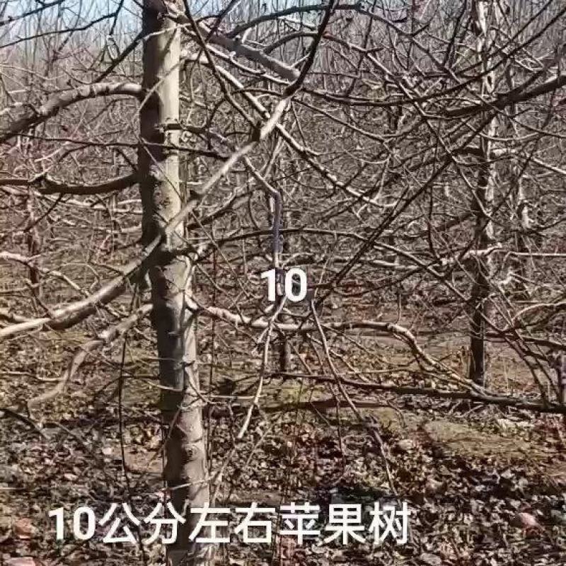 杏树，山东聊城冠县四季水果苗木基地