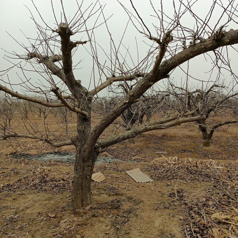 杏树，山东聊城冠县四季水果苗木基地