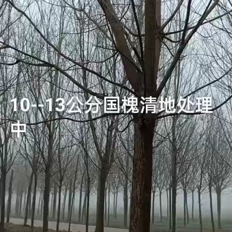 杏树，山东聊城冠县四季水果苗木基地