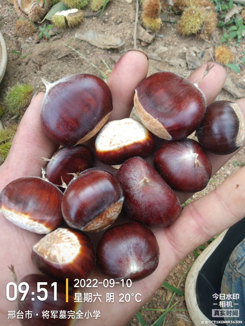 我这里是板栗产区