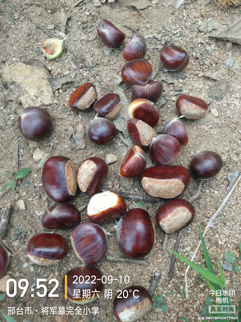 我这里是板栗产区