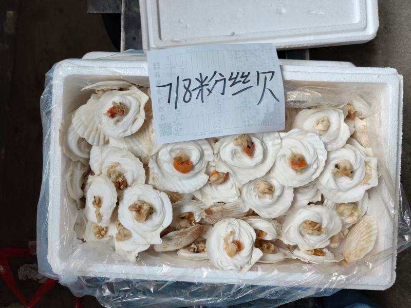 粉丝扇贝