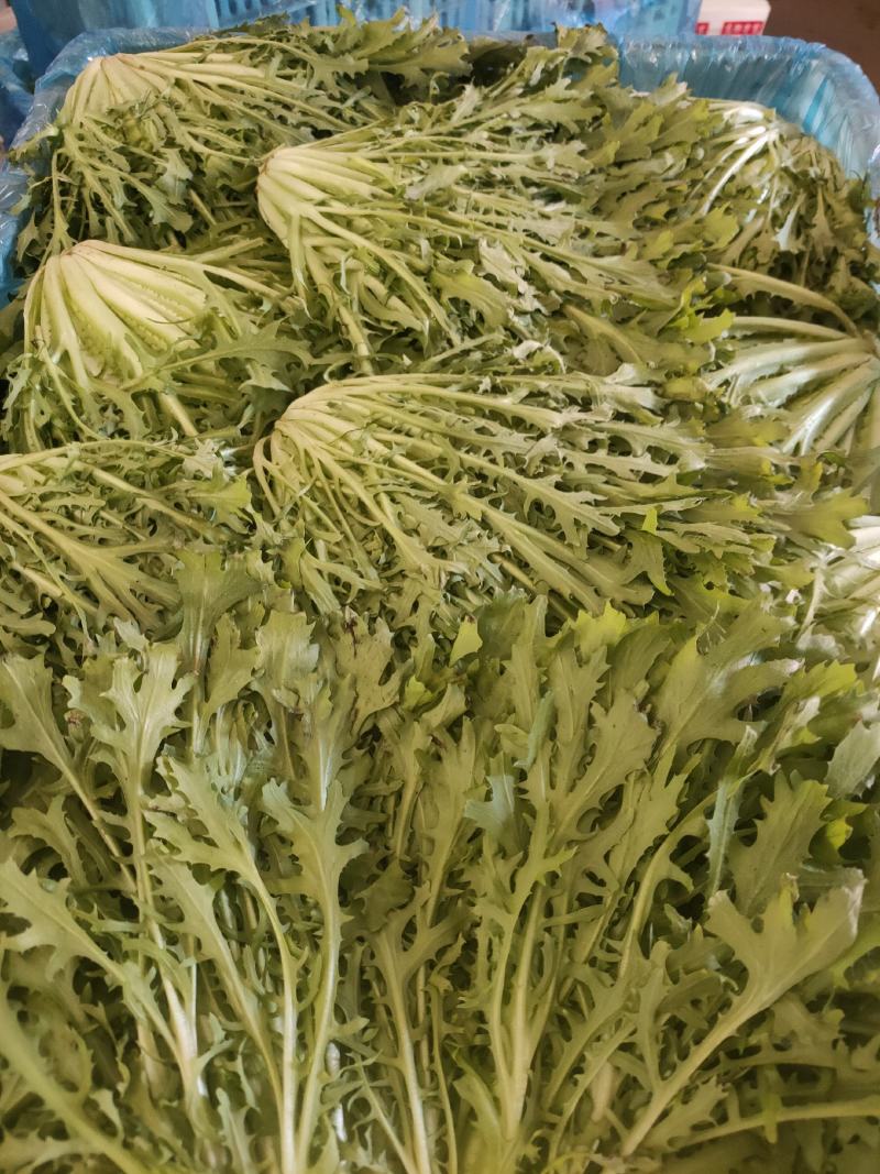 苦菊，精品苦菊供应。品质好。价格优，各种蔬菜瓜果供应。