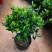 栀子花盆栽花卉植物室内带花苞阳台绿植浓香型大树苗四季好养