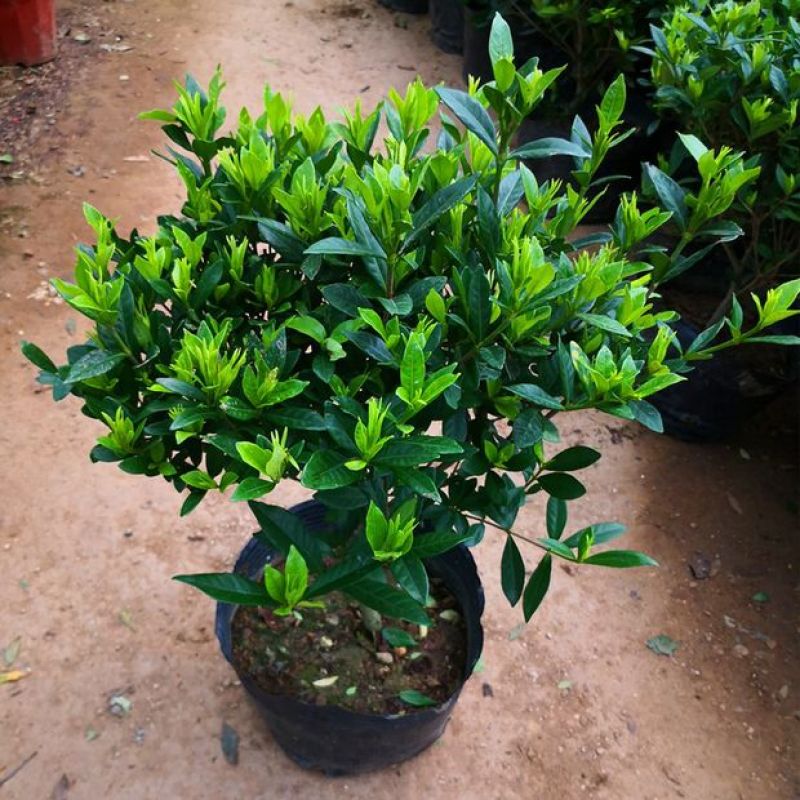 栀子花盆栽花卉植物室内带花苞阳台绿植浓香型大树苗四季好养