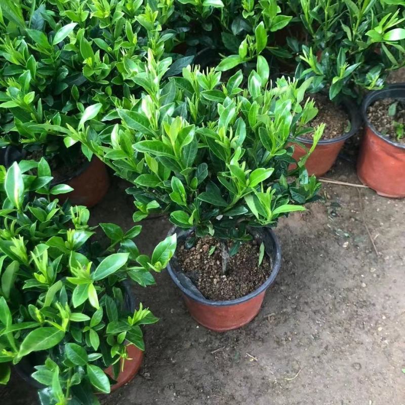 栀子花盆栽花卉植物室内带花苞阳台绿植浓香型大树苗四季好养