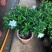 栀子花盆栽花卉植物室内带花苞阳台绿植浓香型大树苗四季好养