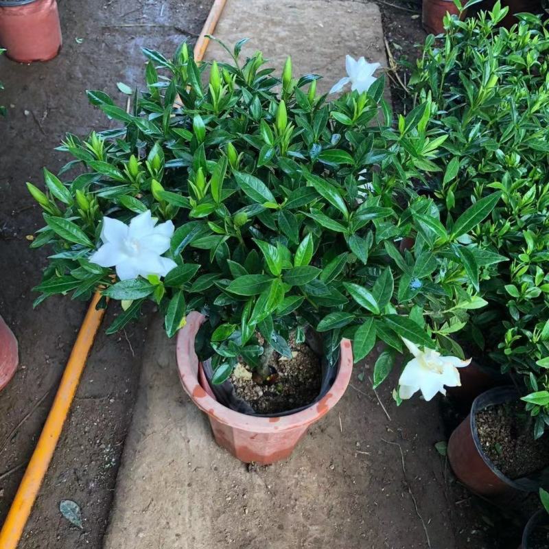 栀子花盆栽花卉植物室内带花苞阳台绿植浓香型大树苗四季好养