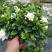 栀子花盆栽花卉植物室内带花苞阳台绿植浓香型大树苗四季好养