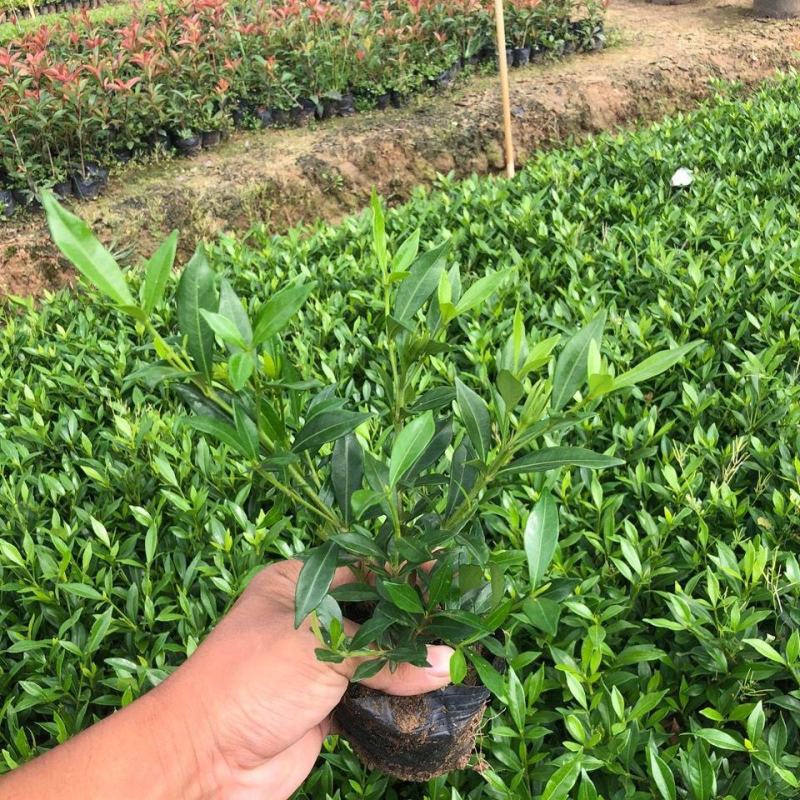 栀子花盆栽花卉植物室内带花苞阳台绿植浓香型大树苗四季好养