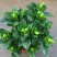 栀子花盆栽花卉植物室内带花苞阳台绿植浓香型大树苗四季好养