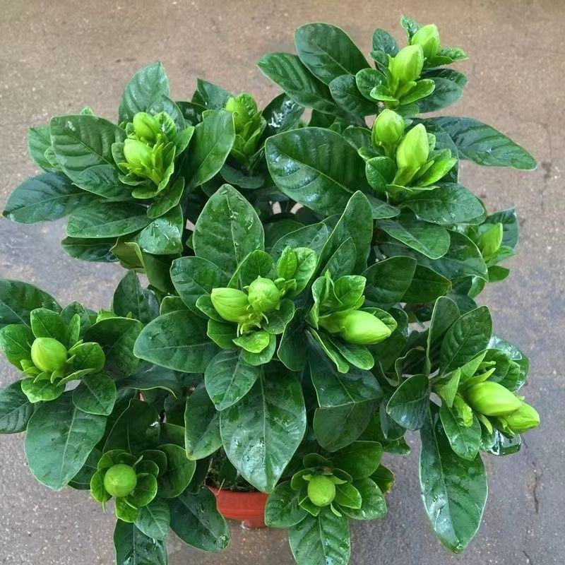 栀子花盆栽花卉植物室内带花苞阳台绿植浓香型大树苗四季好养