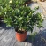 栀子花盆栽花卉植物室内带花苞阳台绿植浓香型大树苗四季好养