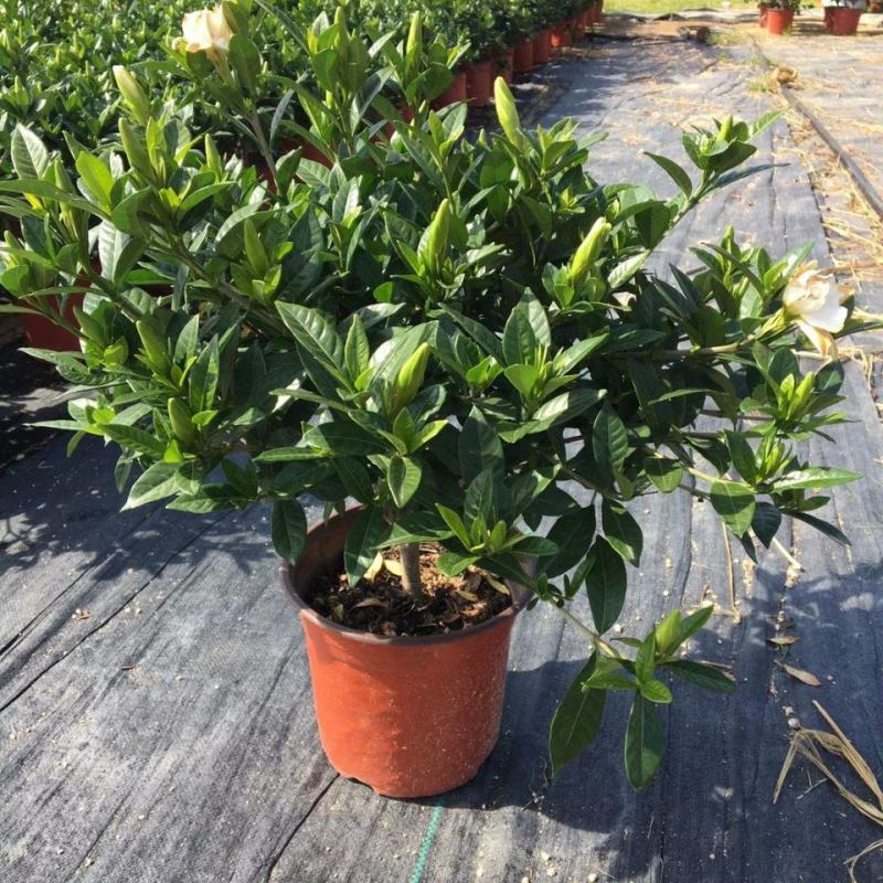 栀子花盆栽花卉植物室内带花苞阳台绿植浓香型大树苗四季好养