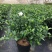 栀子花盆栽花卉植物室内带花苞阳台绿植浓香型大树苗四季好养