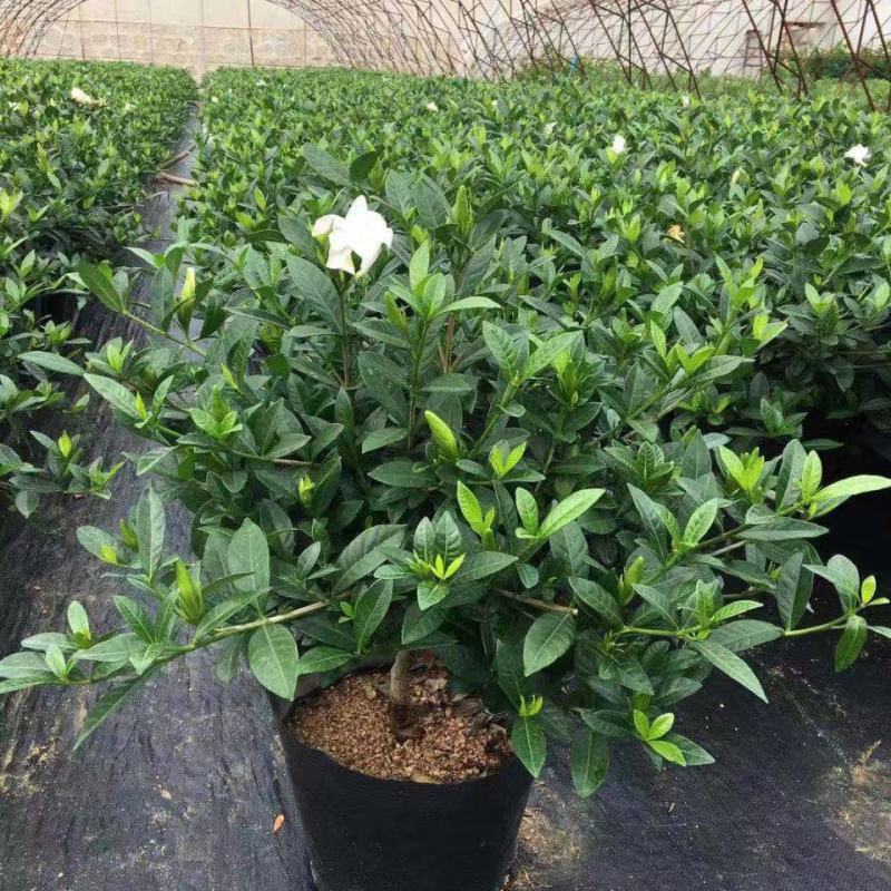 栀子花盆栽花卉植物室内带花苞阳台绿植浓香型大树苗四季好养