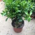 栀子花盆栽花卉植物室内带花苞阳台绿植浓香型大树苗四季好养