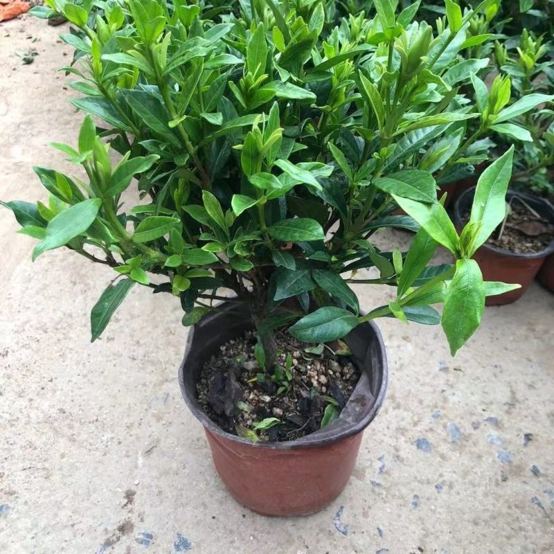 栀子花盆栽花卉植物室内带花苞阳台绿植浓香型大树苗四季好养