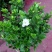 栀子花盆栽花卉植物室内带花苞阳台绿植浓香型大树苗四季好养