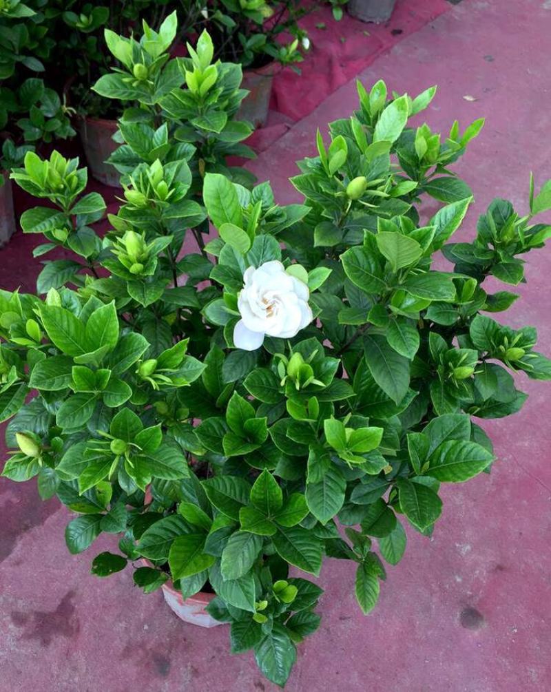 栀子花盆栽花卉植物室内带花苞阳台绿植浓香型大树苗四季好养