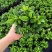 栀子花盆栽花卉植物室内带花苞阳台绿植浓香型大树苗四季好养