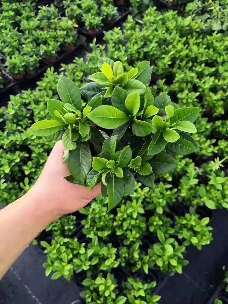 栀子花盆栽花卉植物室内带花苞阳台绿植浓香型大树苗四季好养
