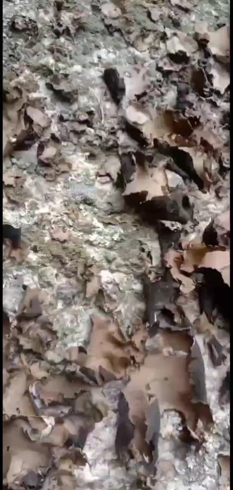 石耳，云南高山野生石耳菌，树石耳，云南石菇，产地一手货源