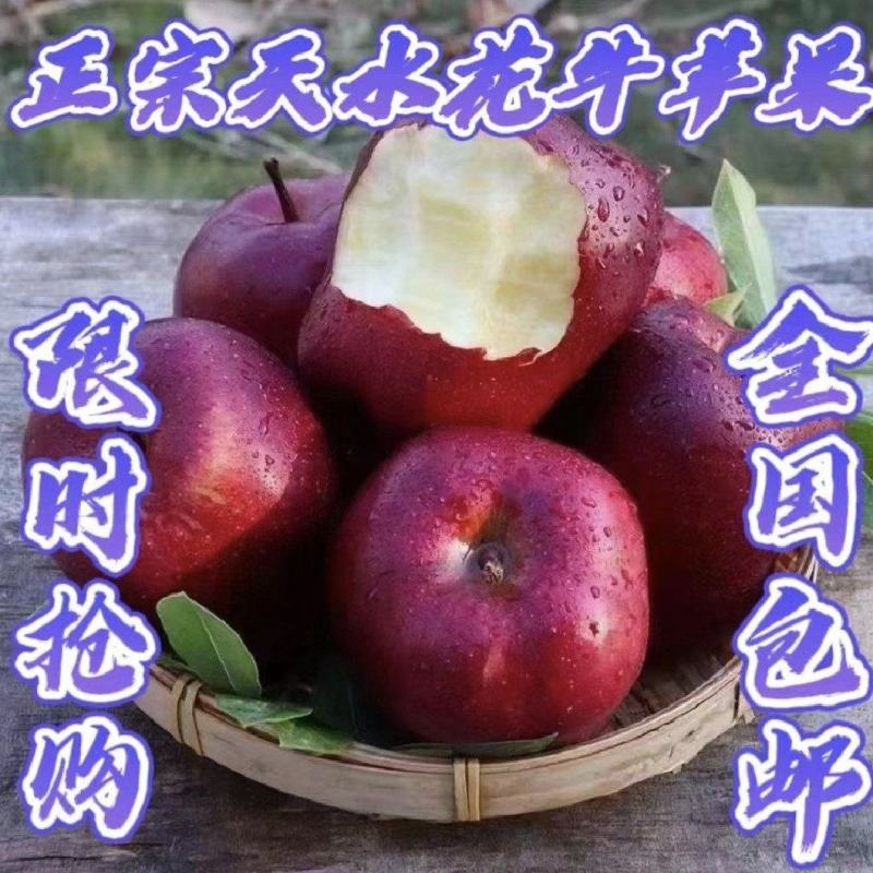 甘肃省天水市花牛苹果现摘现发全国包邮坏果包赔
