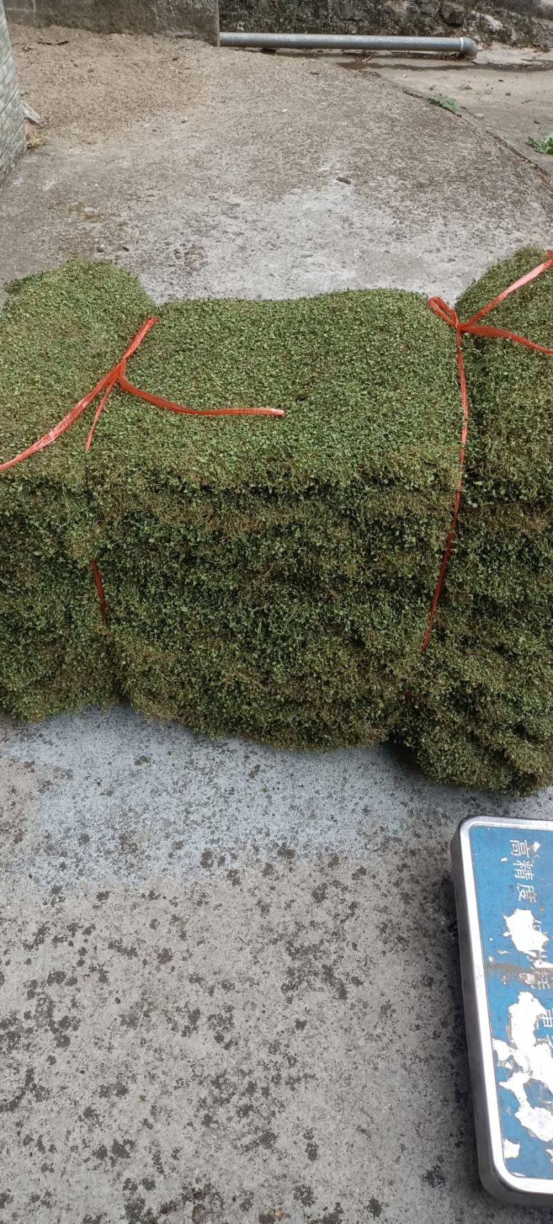 马蹄金，小叶金钱草，自然晒干一手货源产地发货