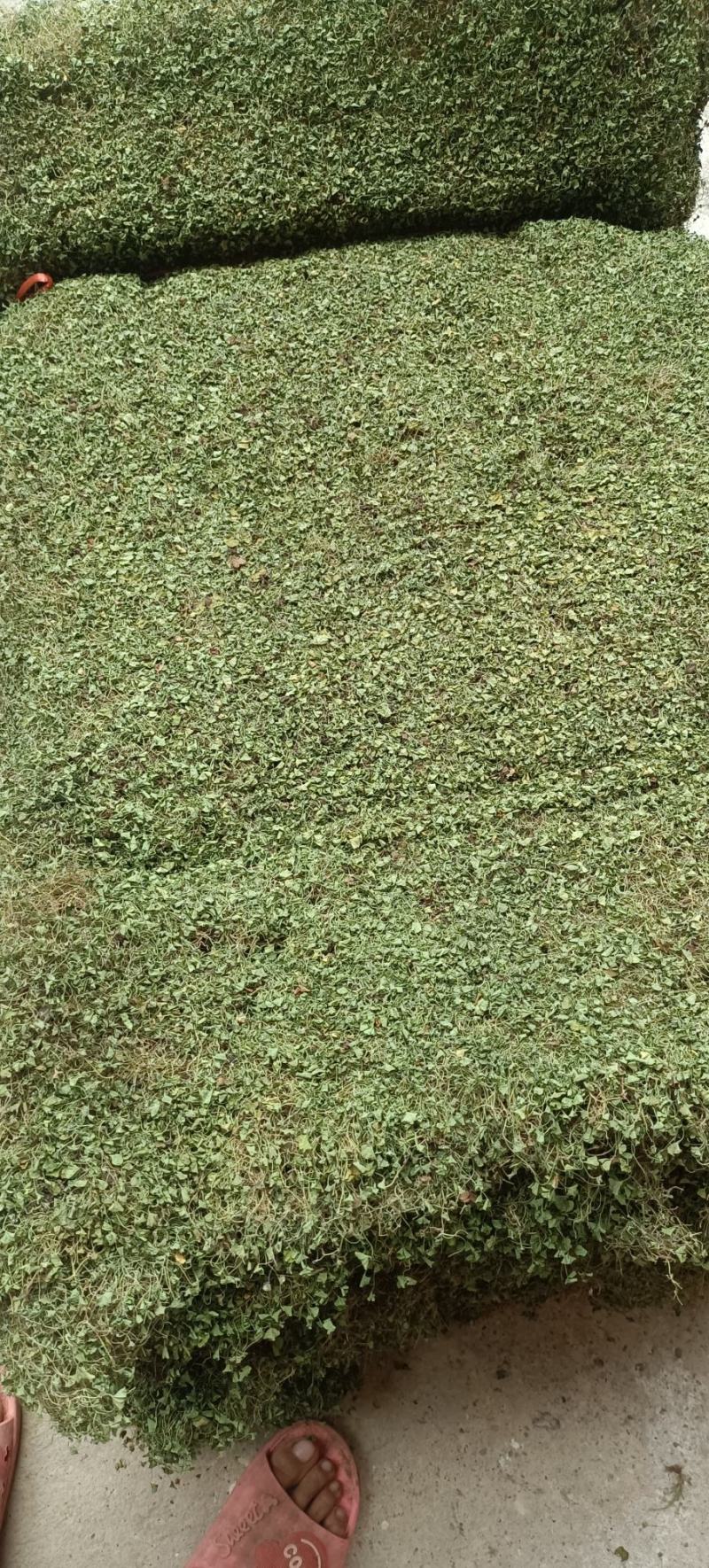 马蹄金，小叶金钱草，自然晒干一手货源产地发货