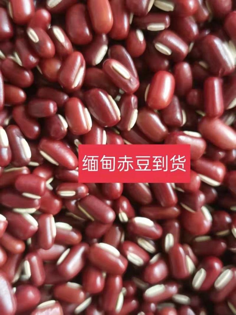 【赤小豆】规格齐全烘焙食品加工现货供应电联优惠