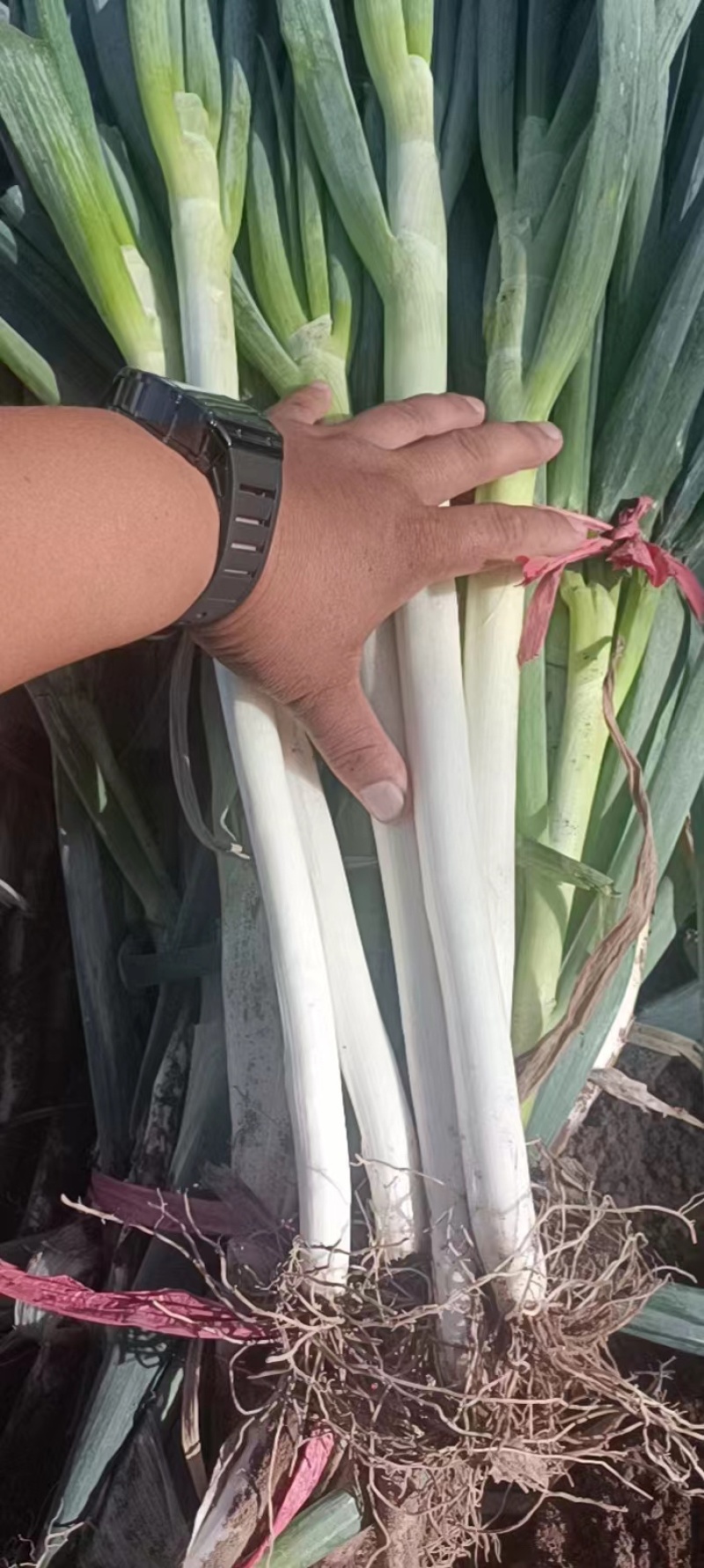 铁杆大葱大量上市，货品充足5000亩种植基地现挖现发