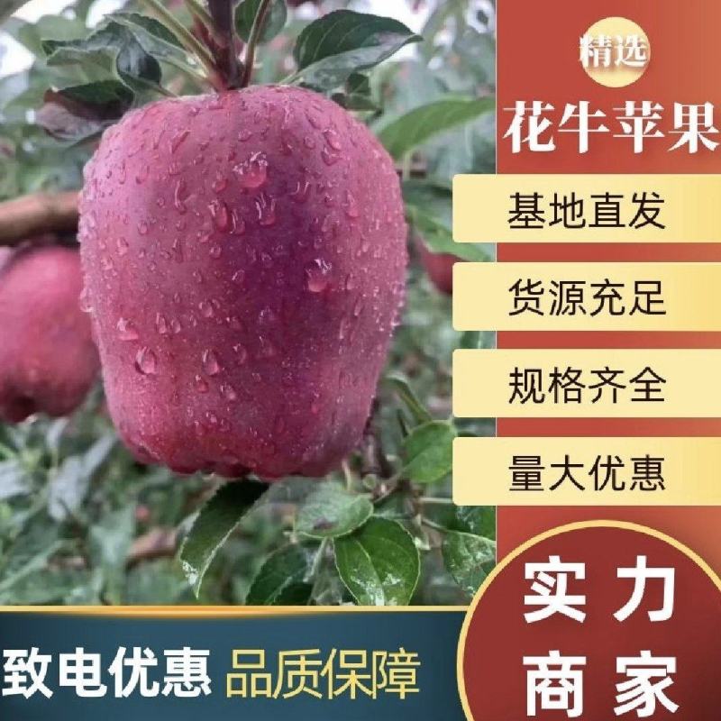 甘肃天水花牛苹果大量上市产地代收代发！！！！！！！
