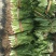 缅甸芫荽产地直发一年四季有货
