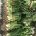 缅甸芫荽产地直发一年四季有货