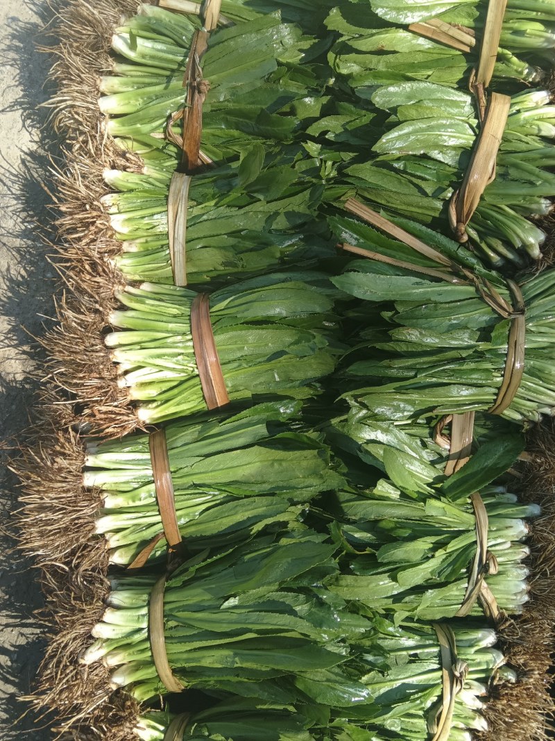 缅甸芫荽产地直发一年四季有货