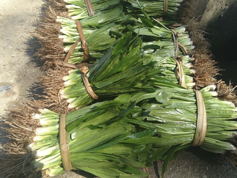 缅甸芫荽产地直发一年四季有货