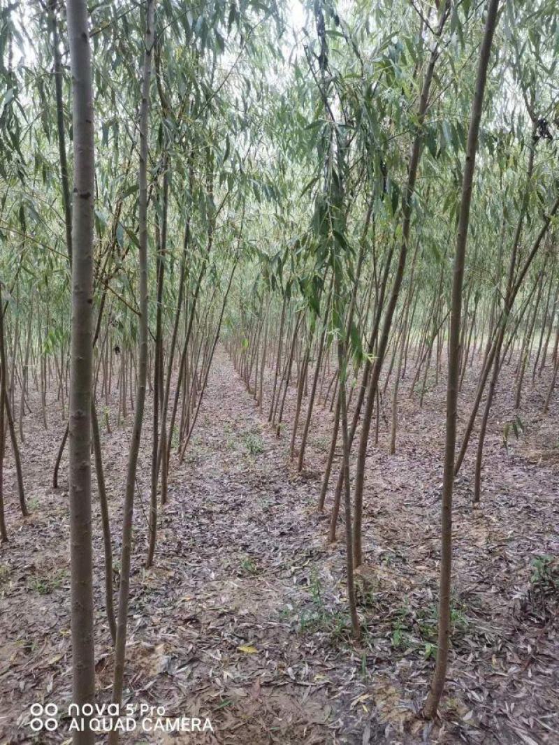 垂柳柳树3公4公5公分各规格齐青皮垂柳金丝垂柳竹柳量大