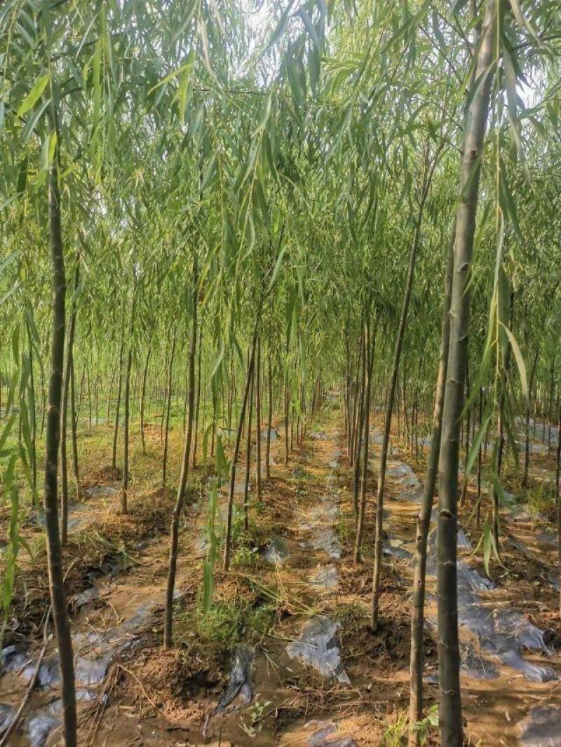 垂柳柳树3公4公5公分各规格齐青皮垂柳金丝垂柳竹柳量大