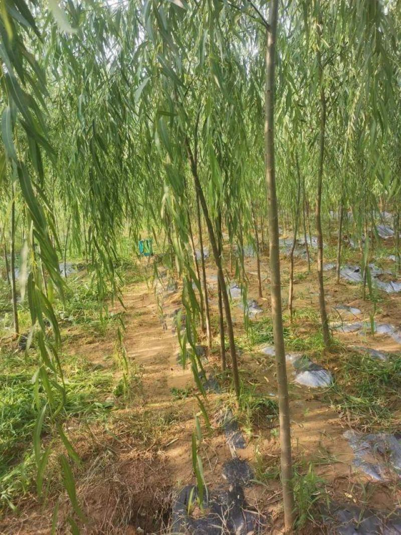 垂柳柳树3公4公5公分各规格齐青皮垂柳金丝垂柳竹柳量大